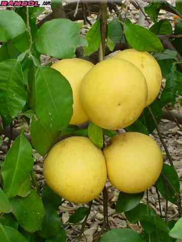 فروش نهال درخت میوه دارابی